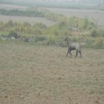 Vraj-Yatra-2014- (1410)